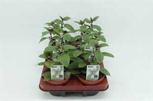 Afbeelding van Basilicum Magic blue